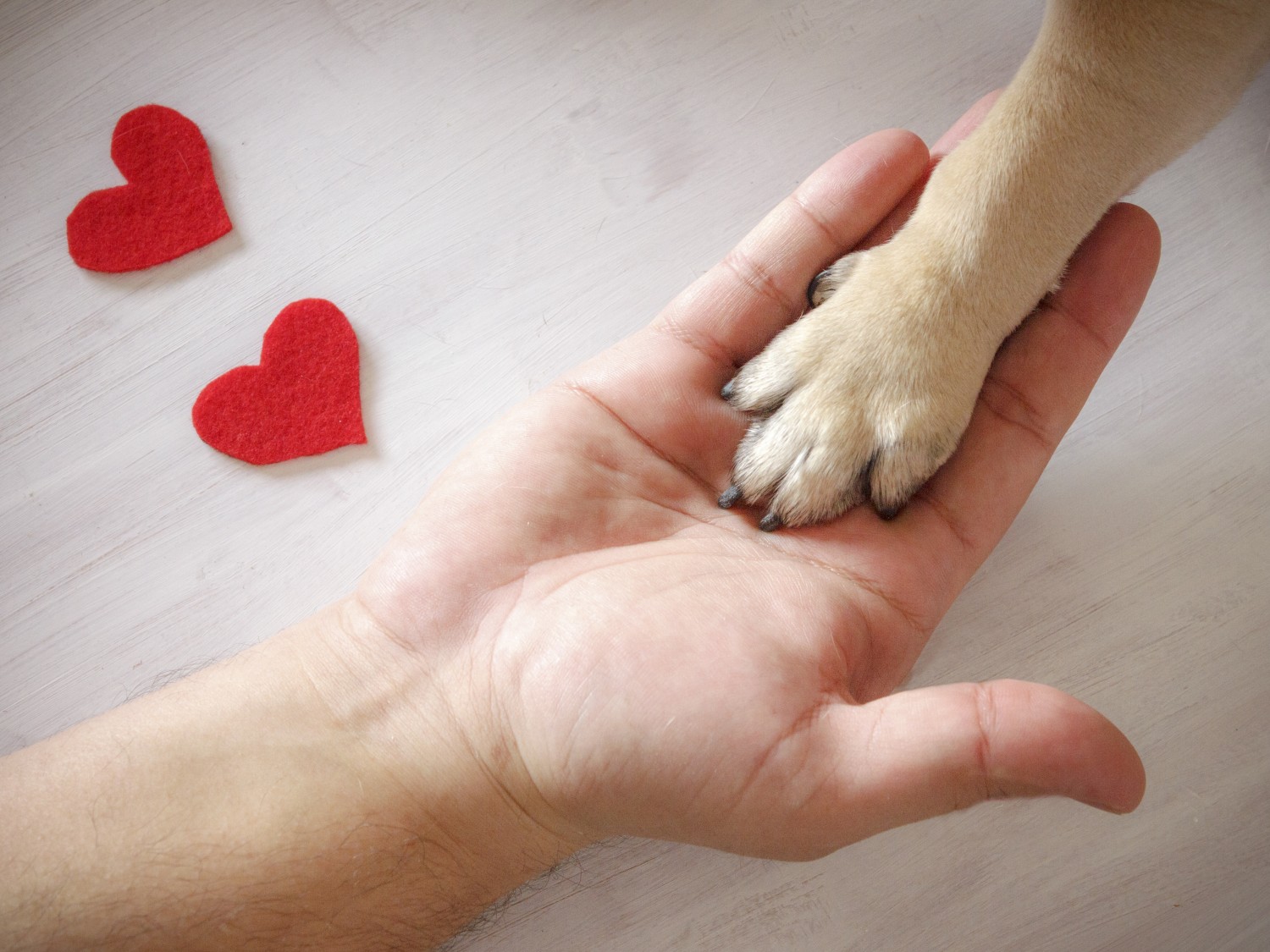 Hand and Paw